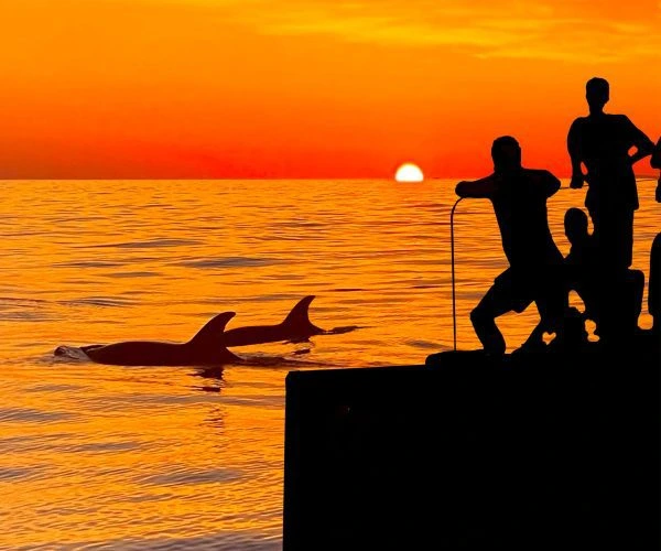 Delfines en Mallorca