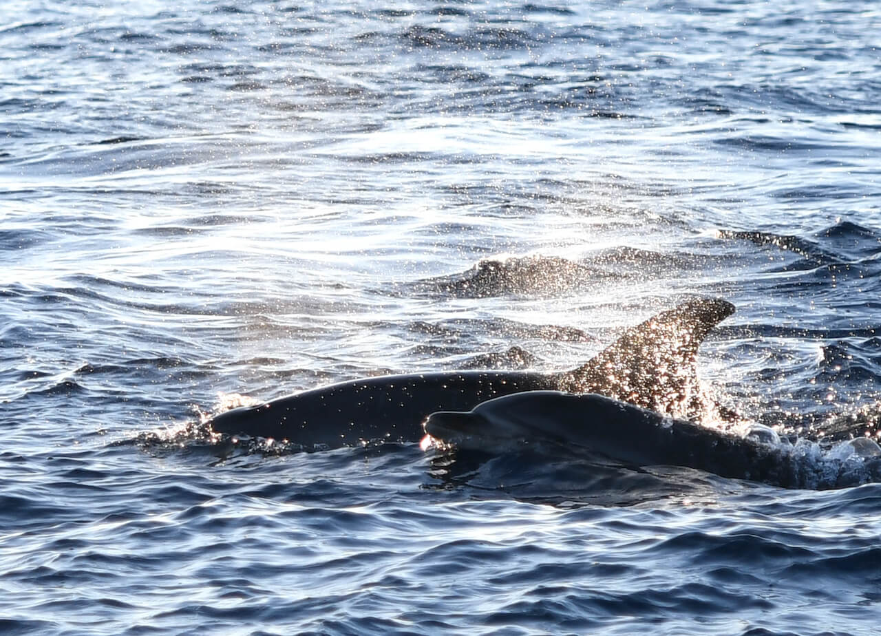 Sunrise with Dolphins